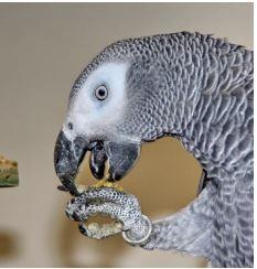 grijzeroodstaart-met-gesloten-pootring