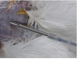 naald-voor-inbrengen-transponder-in-borstspier